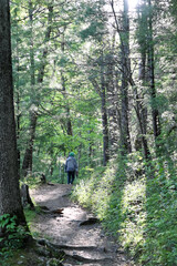 Hiker in the Woods