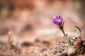 Purple flower in Yukon desert