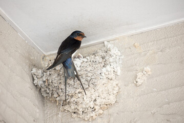 燕の雛と親鳥 © Wisteria