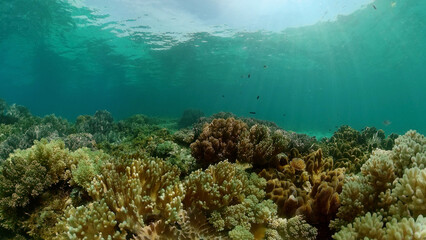 The Underwater World of the with Colored Fish and a Coral Reef. Tropical reef marine. Philippines.