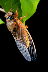 cicada just dehulled and came out from the shell in about one hour time vertical composition