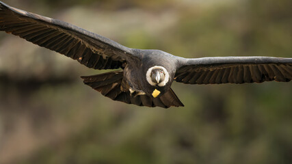 Vultur gryphus, Condor andino - 610136234