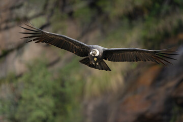 Vultur gryphus, Condor andino - 610136265