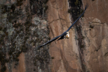 Vultur gryphus, Condor andino - 610136269