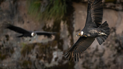 Vultur gryphus, Condor andino - 610136273