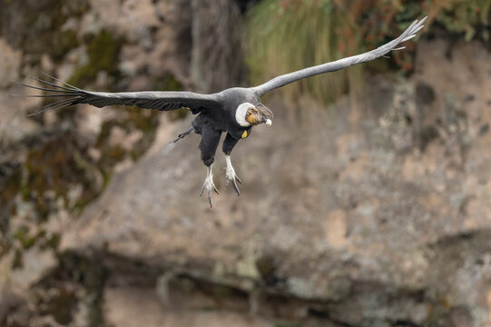 Vultur gryphus, Condor andino