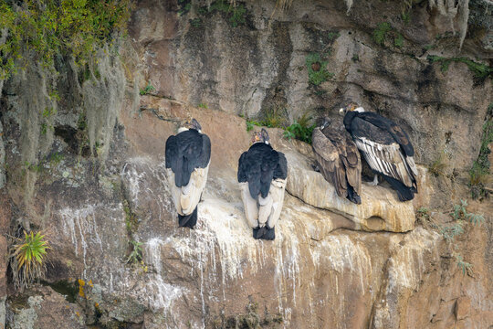 Vultur gryphus, Condor andino
