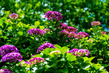 響山公園のアジサイ