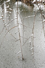 氷る池、枝に積もる雪