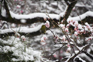 雪が降る中梅の花をつつくメジロ