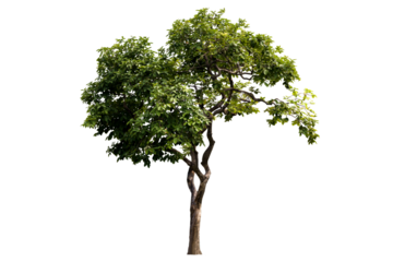 Isolated image of a tree on a png file at transparent background.