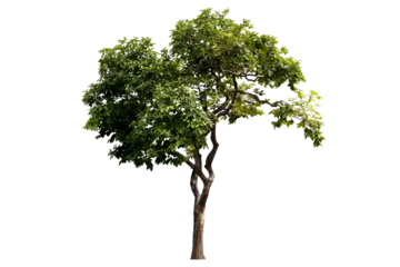 Gartenposter Isolated image of a tree on a png file at transparent background. © Warawut