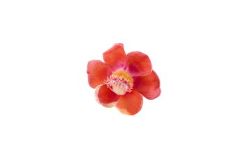 Isolated image of Shorea Robusta flower on png file at transparent background.