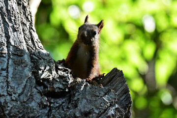 真夏の森のリス