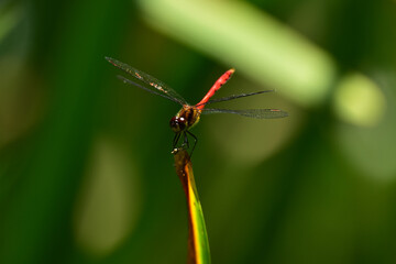 葉先に止まる赤とんぼ