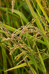 収穫間近の稲穂