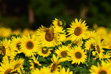 密に咲くヒマワリ