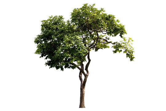 Isolated image of a tree on a png file at transparent background.