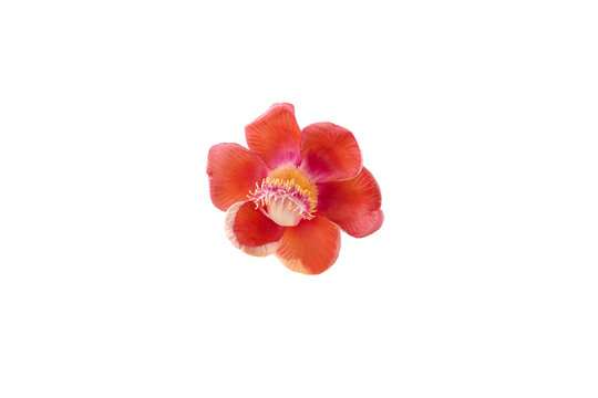 Isolated image of Shorea Robusta flower on png file at transparent background.