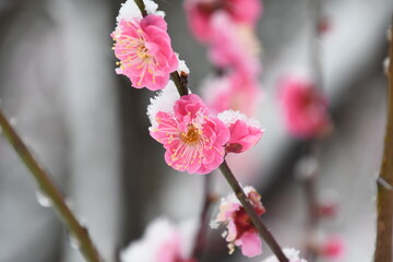 ピンクの梅の花に積もる雪