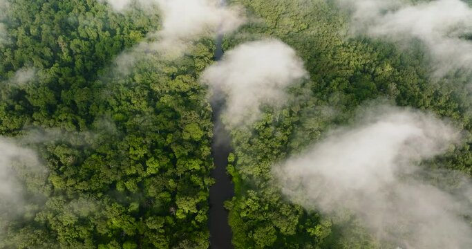 Aerial drone of rainforest and jungle through the clouds in the early morning. Borneo, Malaysia.