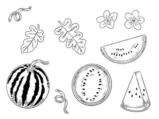 スイカの線画イラスト
