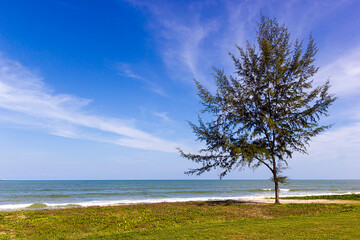 Fototapeta na wymiar Casuarina equisetifolia Tree on Samila beach in Songkhla