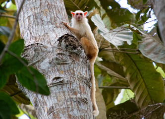 Small monkey Mico - mundurucu on the tree in the amazonian forest