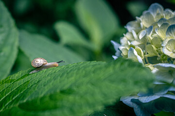 紫陽花の葉っぱに止まるカタツムリ