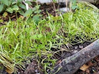 grass growing in the soil
