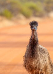 An emu with weird hair stares curiously off into the distance in outback Australia