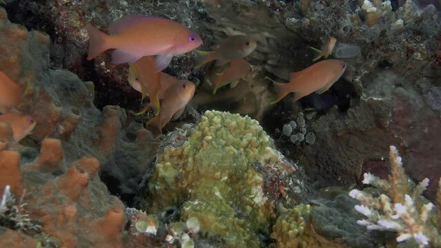 A flock of red tropical fish hides between stones and corals.
Scalefin Anthias (Pseudanthias squamipinnis) 15 cm. ID: male with red spot on pectoral fin, female with orange stripe behind eye. 
