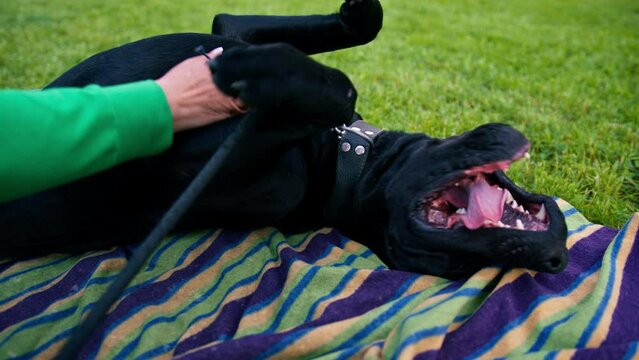 female trainer with a big black dog cane corso on a walk in the park resting playing on grass