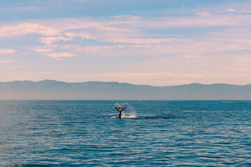 Whale in the ocean