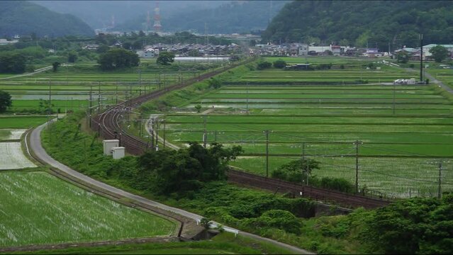 初夏の近江路を走る313系普通列車 （東海道本線 米原 - 醒ヶ井, 2023年6月）