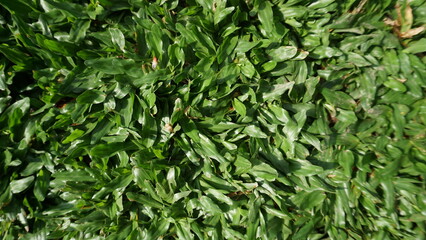 Green grass texture background. Bright grass garden, green lawn pattern, textured, background.