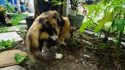 back side view of a tricolor cat (black, brown, white) digging the ground