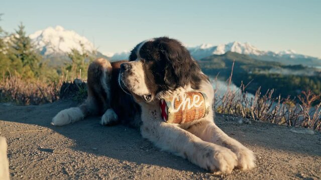 Resting Saint Bernard Dog With Barrel