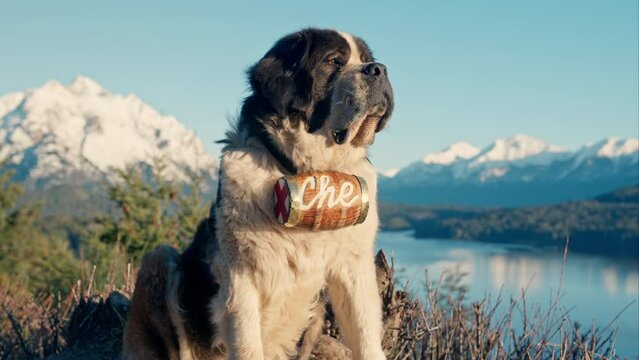 Sitting St Bernard Dog With Barrel