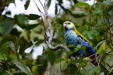 Portrait of beautiful cute parrot - pale-headed rosella (Platycercus adscitus) eating seeds spotted near Enoggera Reservoir, Brisbane, Queensland, Australia