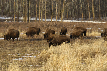 Plains Bison in a Thawing Field