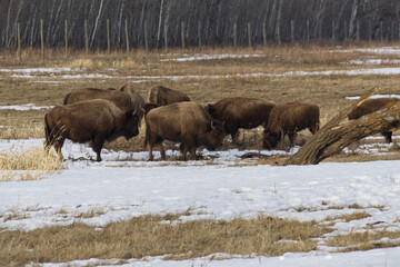 Plains Bison in a Thawing Field