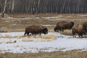 Plains Bison in a Thawing Field