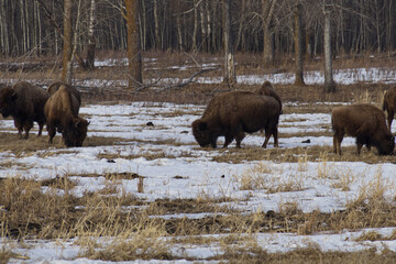 Plains Bison in a Thawing Field