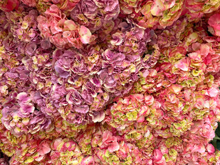 Colorful Artificial Hydrangea Flowers Texture