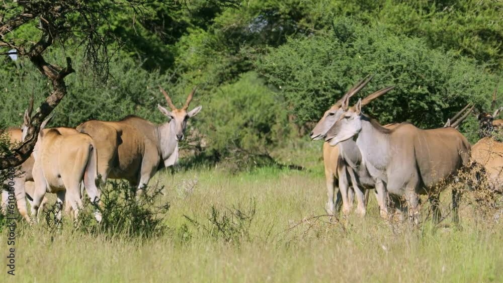 Wall mural an eland antelope (tragelaphus oryx) herd in natural habitat, mokala national park, south africa