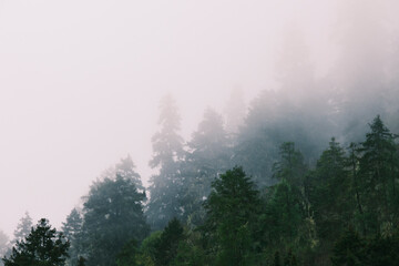 misty morning in the forest