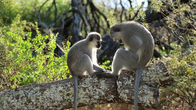 A pair of vervet monkeys (Cercopithecus aethiops) grooming in a tree, South Africa