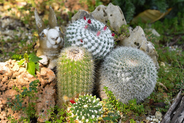 Cactus trees in the back yard.