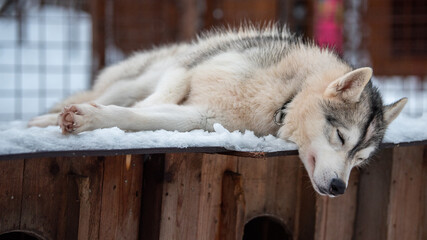 Sled Dogs in Kennels